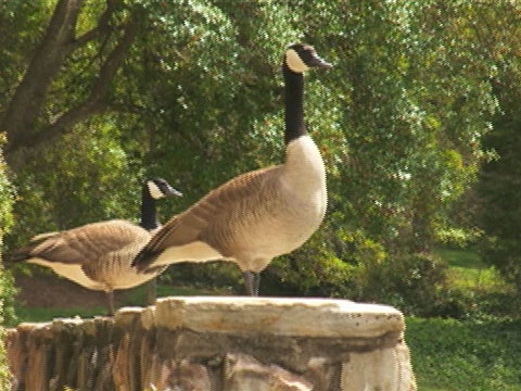 Geese Job