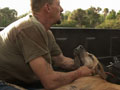 Lady Hoggers: Injured Dog