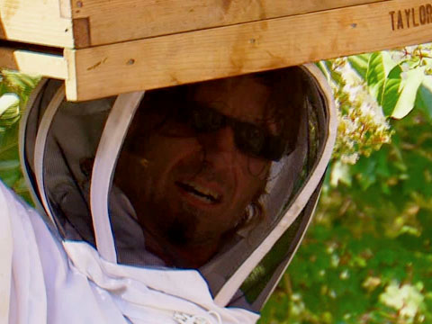 Bee Box