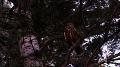 Longmire_poem_30_hd