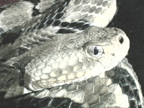 Snakey Business