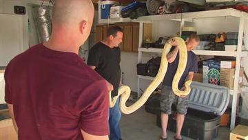 Snakes On a Trade Vlog