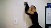 Monkey Business