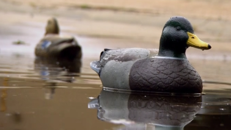 Decoy Hunting