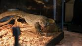 Martin's Pet Lizard